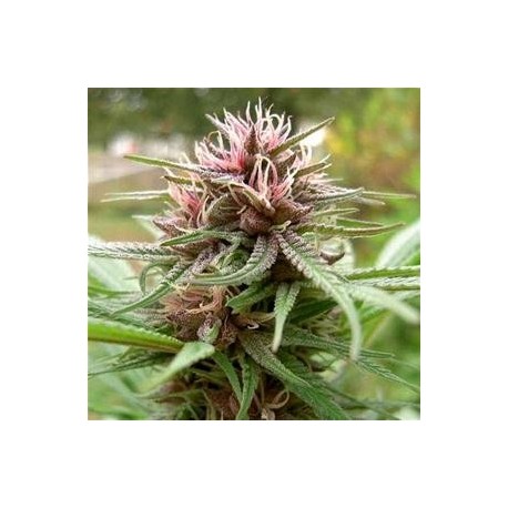 ERDPURT * ACE SEEDS 5 SEMI REG 