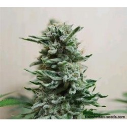 AK SKUNK AUTO *KALASHNIKOV SEEDS 3 SEMI FEM 