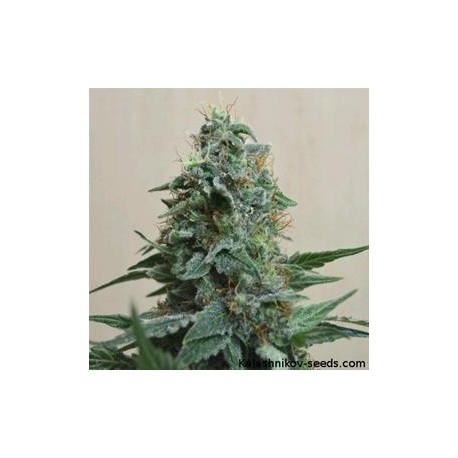 AK KUSH *KALASHNIKOV SEEDS 3 SEMI FEM 