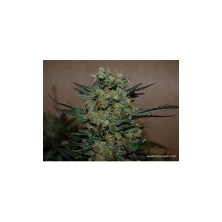 BAYKAL EXPRESS *KALASHNIKOV SEEDS 3 SEMI FEM 