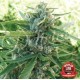 SUGAR BLACK ROSE * DELICIOUS SEEDS 7 SEMI REG