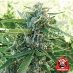 SUGAR BLACK ROSE * DELICIOUS SEEDS 7 SEMI REG