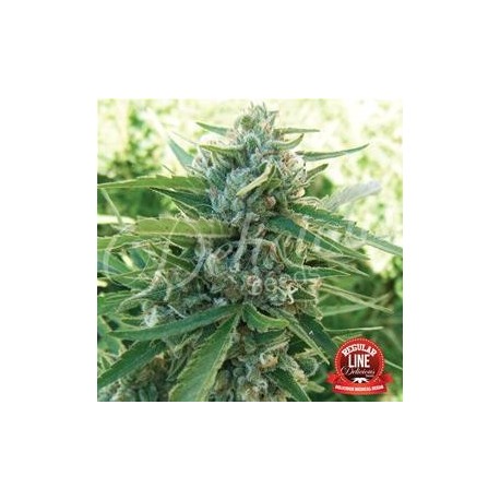 SUGAR BLACK ROSE * DELICIOUS SEEDS 7 SEMI REG