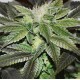 SUGAR CANDY * DELICIOUS SEEDS SATIVA 3 SEMI FEM