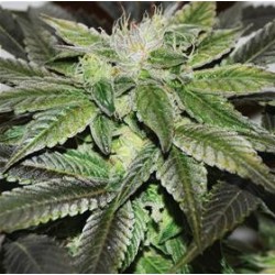 SUGAR CANDY * DELICIOUS SEEDS SATIVA 3 SEMI FEM