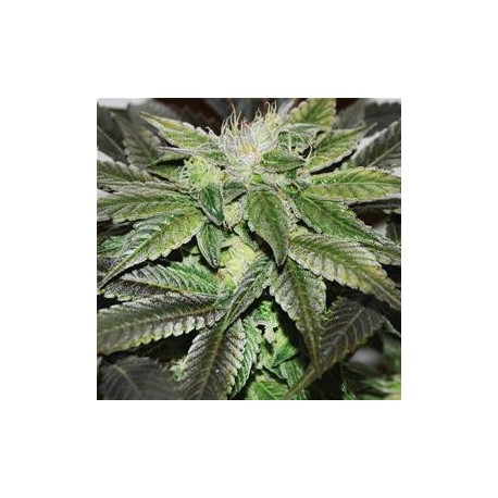 SUGAR CANDY * DELICIOUS SEEDS SATIVA 3 SEMI FEM