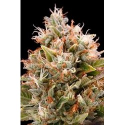 CHEMDAWG*HUMBOLDT SEEDS 5 SEMI REG