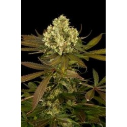 SOUR BLUEBERRY*HUMBOLDT SEEDS 3 SEMI REG