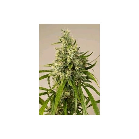 TRAINWRECK *HUMBOLDT SEEDS 5 SEMI REG