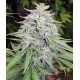 BANGI HAZE * ACE SEEDS 5 SEMI REG