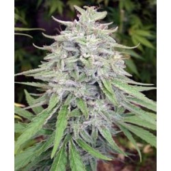 BANGI HAZE * ACE SEEDS 5 SEMI REG