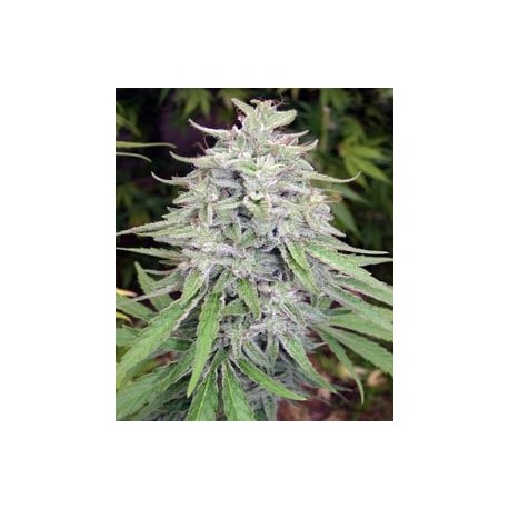 BANGI HAZE * ACE SEEDS 5 SEMI REG