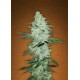 SIX SHOOTER * FAST BUDS SEEDS 1 SEME FEM 