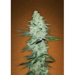 SIX SHOOTER * FAST BUDS SEEDS 1 SEME FEM 