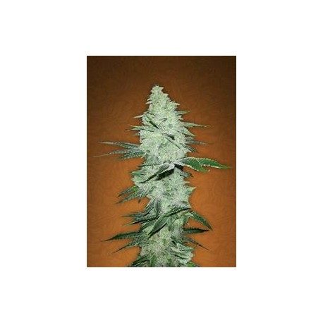 SIX SHOOTER * FAST BUDS SEEDS 1 SEME FEM 