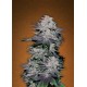 BLACKBERRY * FAST BUDS SEEDS 3 SEMI FEM 