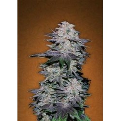 BLACKBERRY * FAST BUDS SEEDS 3 SEMI FEM 