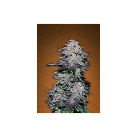 BLACKBERRY * FAST BUDS SEEDS 3 SEMI FEM 