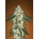 GREEN CRACK * FAST BUDS SEEDS 3 SEMI FEM 