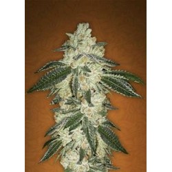 GREEN CRACK * FAST BUDS SEEDS 3 SEMI FEM 