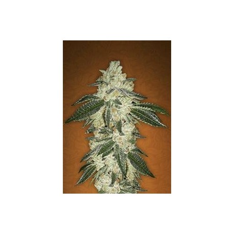 GREEN CRACK * FAST BUDS SEEDS 3 SEMI FEM 