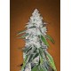 WEST COAST OG * FAST BUDS SEEDS 5 SEMI FEM 