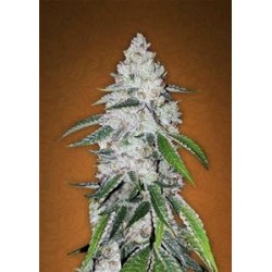 WEST COAST OG * FAST BUDS SEEDS 5 SEMI FEM 