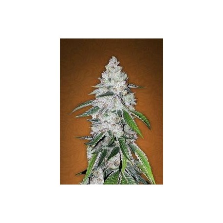 WEST COAST OG * FAST BUDS SEEDS 5 SEMI FEM 