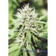 CARIBE * CANNABIOGEN 5 SEMI FEM