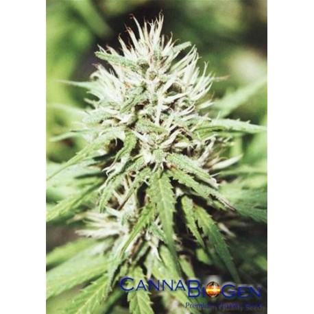 CARIBE * CANNABIOGEN 5 SEMI FEM