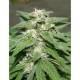 KONG 47 * DR UNDERGROUND 4 SEMI FEM