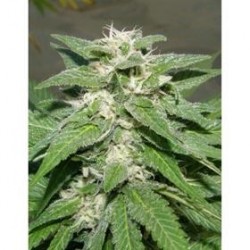 KONG 47 * DR UNDERGROUND 4 SEMI FEM
