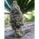 CBD AMNESIA * CBD SEEDS 1 SEME FEM