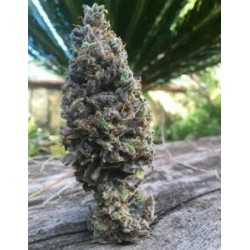 CBD AMNESIA * CBD SEEDS 1 SEME FEM