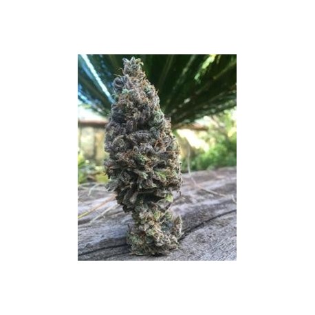 CBD AMNESIA * CBD SEEDS 1 SEME FEM