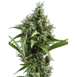 AUTO AMNESIA 5 * CBD SEEDS 3 SEMI FEM