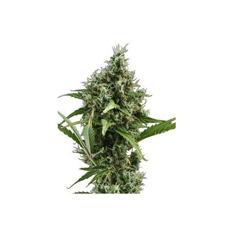 AUTO AMNESIA 5 * CBD SEEDS 3 SEMI FEM