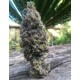 CBD AMNESIA * CBD SEEDS 10 SEMI FEM