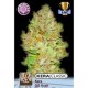 KERA OG KUSH * KERA SEEDS CLASSIC 5 SEMI FEM