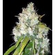 BLACK RUSSIAN * DELICIOUS SEEDS INDICA 10 SEMI FEM