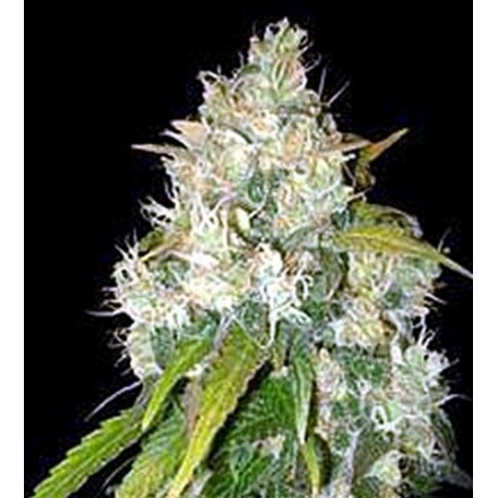 BLACK RUSSIAN * DELICIOUS SEEDS INDICA 10 SEMI FEM