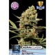 KERA NLX SPECIAL * KERA SEEDS CLASSIC 5 SEMI FEM