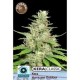 KERA OUTDOOR HURRICANE * KERA SEEDS CLASSIC 3 SEMI FEM