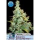 KERA MEDICAL AMNESIA MAC GANJA * KERA SEEDS CLASSIC 3 SEMI FEM