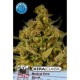 KERA MEDICAL SKUNK * KERA SEEDS CLASSIC 5 SEMI FEM