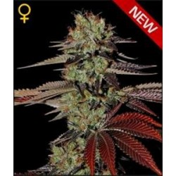 KINGS KUSH AUTO* GREEN HOUSE FEMINIZED 3 SEMI 