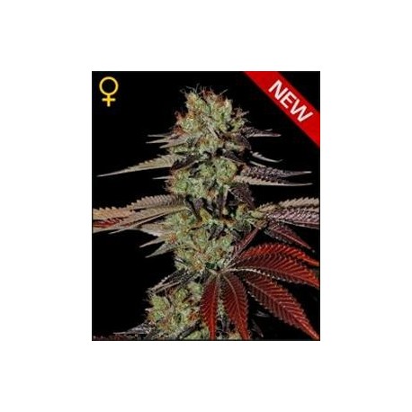 KINGS KUSH AUTO* GREEN HOUSE FEMINIZED 5 SEMI 