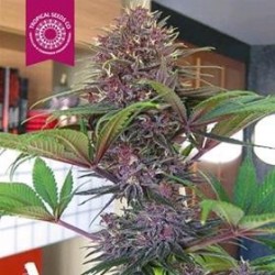 BISHO PURPLE * TROPICAL SEEDS 3 SEMI FEM