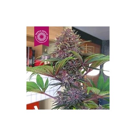 BISHO PURPLE * TROPICAL SEEDS 3 SEMI FEM