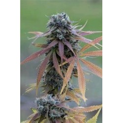 BLUE KUSH AUTO * DINAFEM SEEDS 3 SEMI FEM